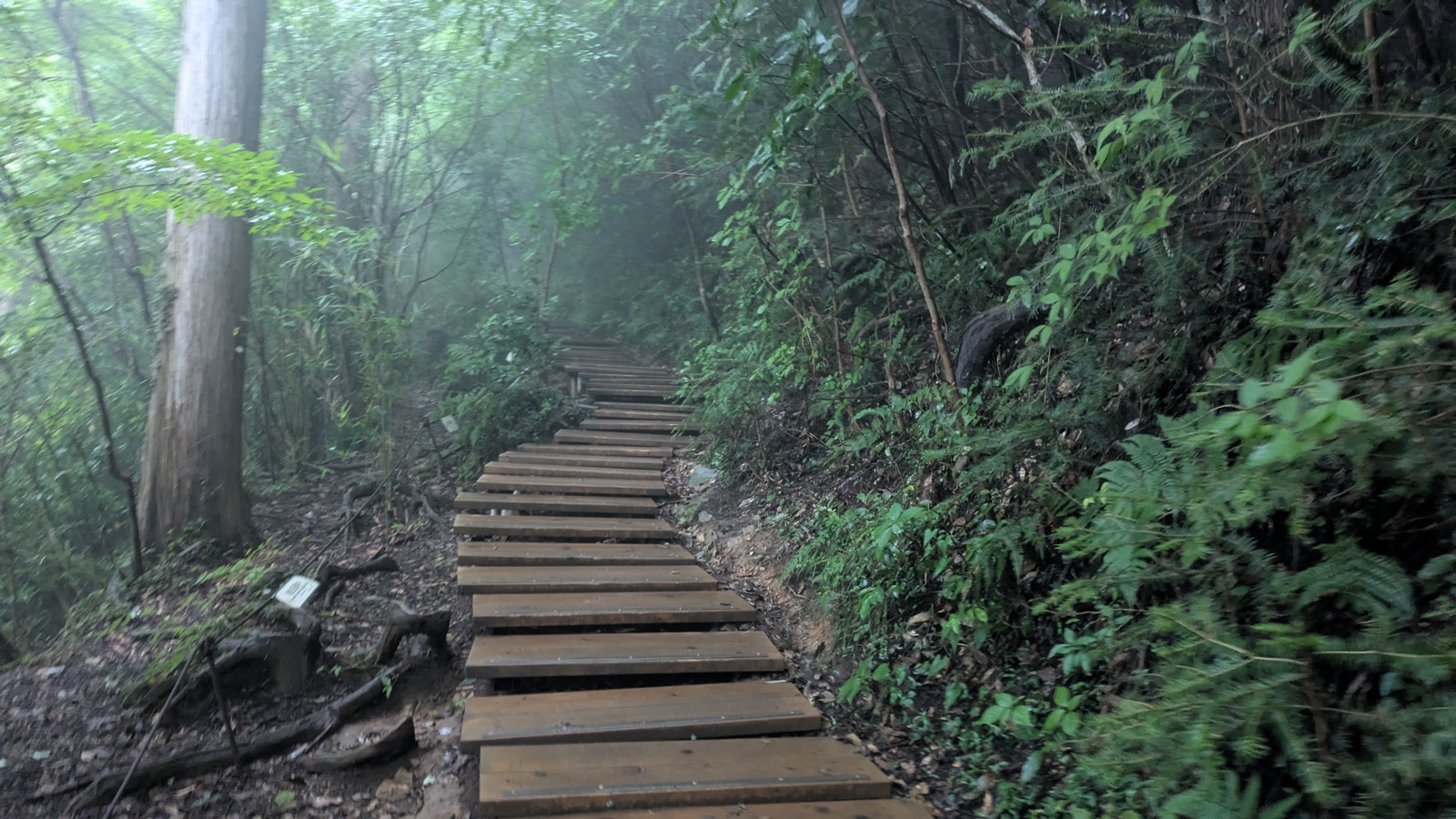 A path of new pale timber steps winding up through misty forest