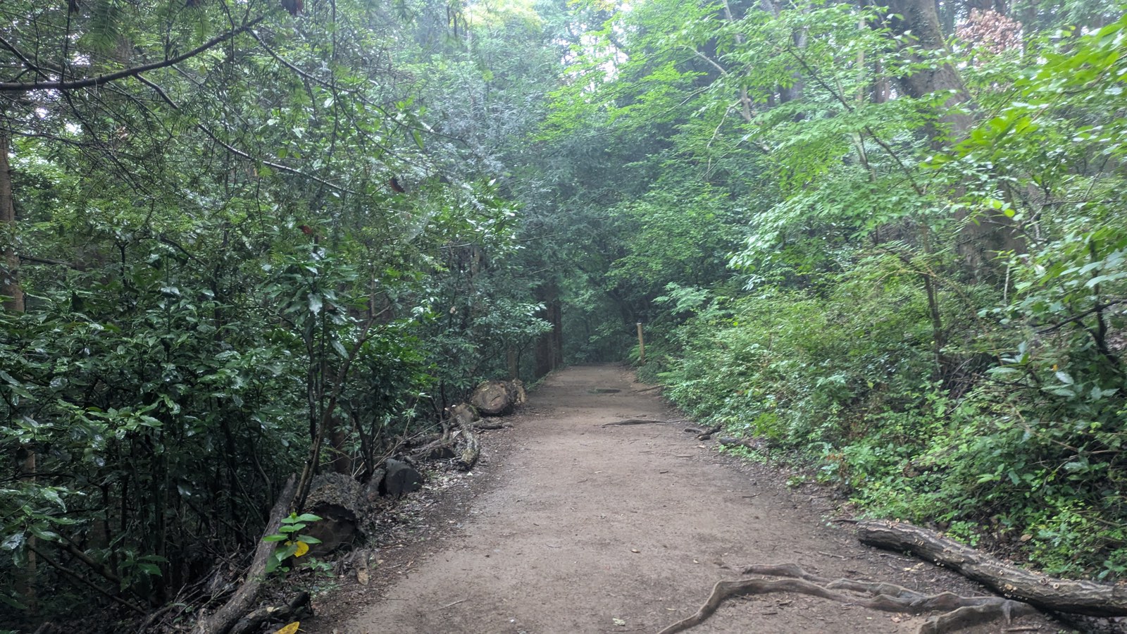 A wide dirt trail through forest with room for walkers to pass each other