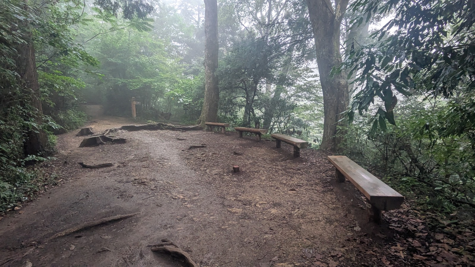 A wide dirt trail running along a wooded ridge in soft morning light
