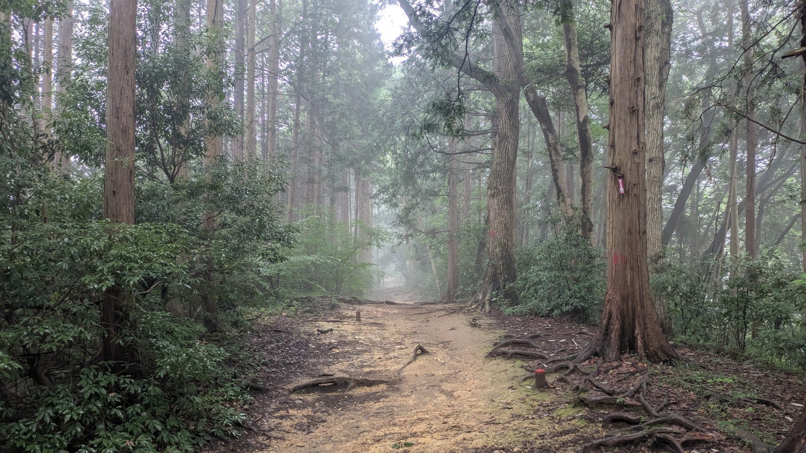 A wide dirt trail through tall cedar trees in morning mist