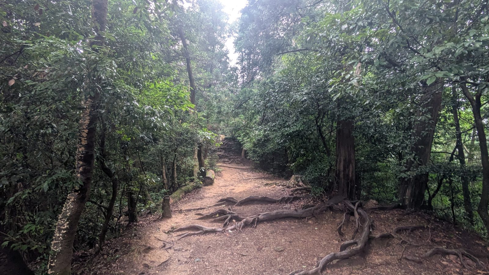 A dirt trail crossed by thick exposed tree roots