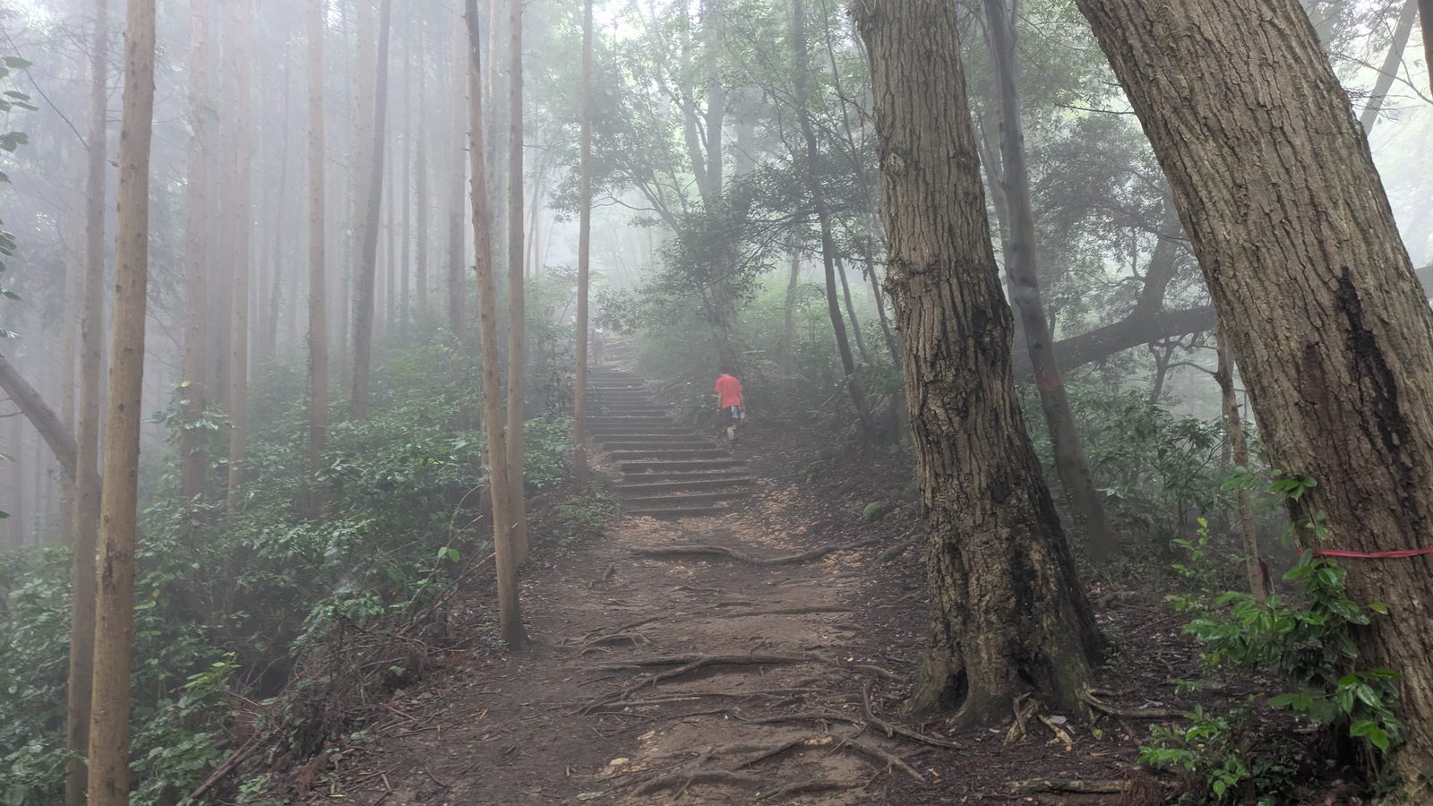 A wide dirt trail with steps leading up through misty forest, one hiker ahead