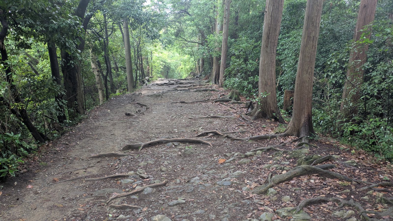 A dirt trail crossed by thick exposed tree roots under trees