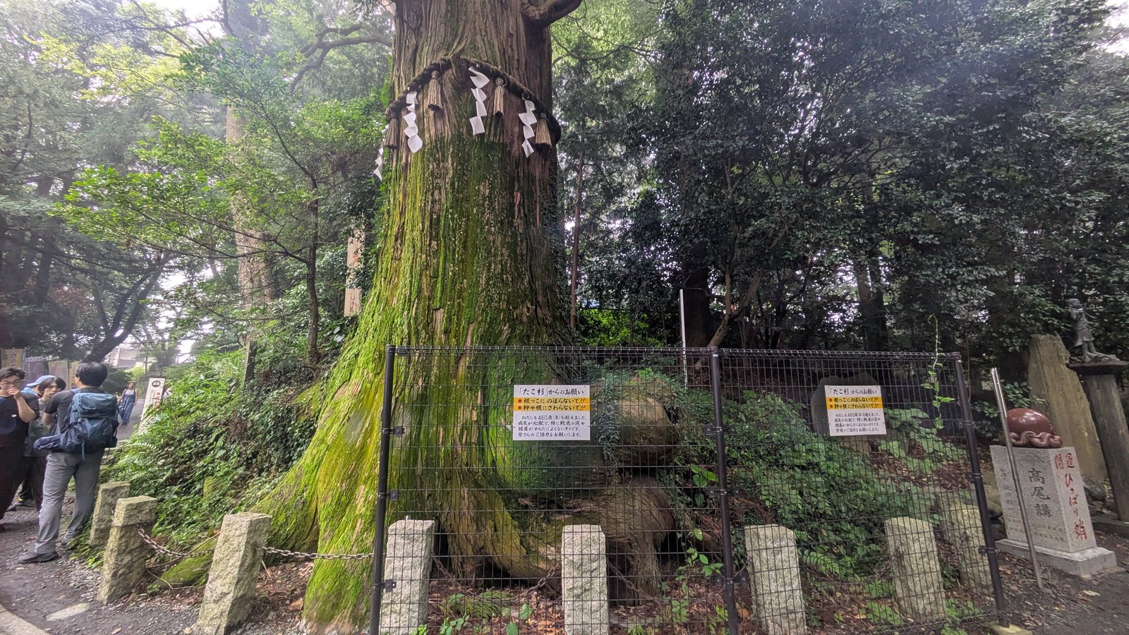 A huge moss-covered cedar behind a wire fence, with a sacred straw rope around the trunk