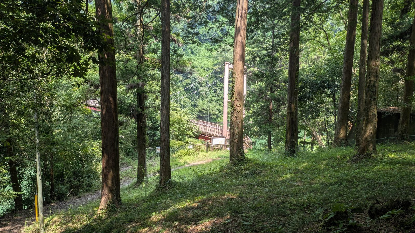 A red suspension footbridge seen through cedar trees from a wooded slope above