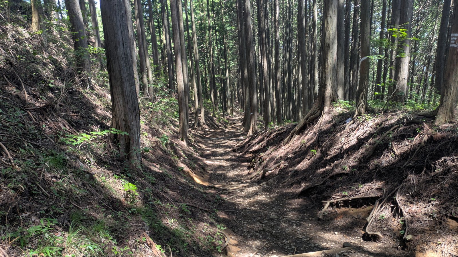A sunken forest path running down through rows of planted cedar with exposed roots and log steps