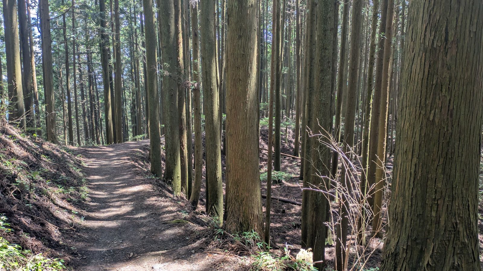 A dirt trail running along a wooded ridge with exposed tree roots and dappled sunlight