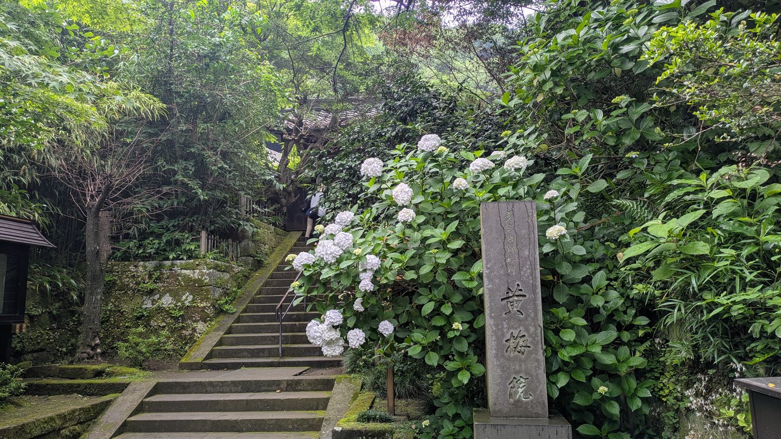 Stone steps rising between banked hydrangeas in pale blue