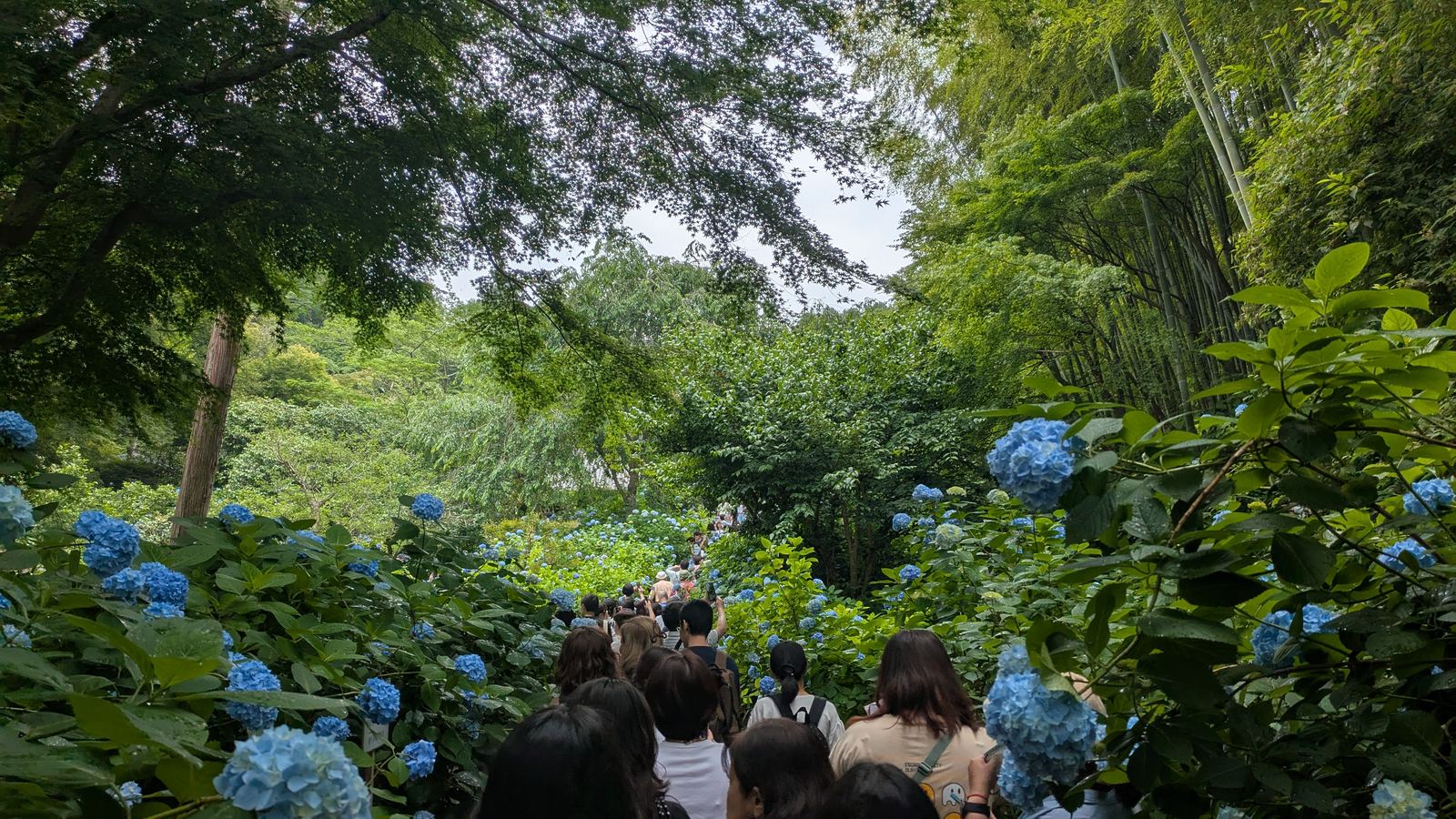 A path lined with blue hydrangeas filled shoulder to shoulder with visitors