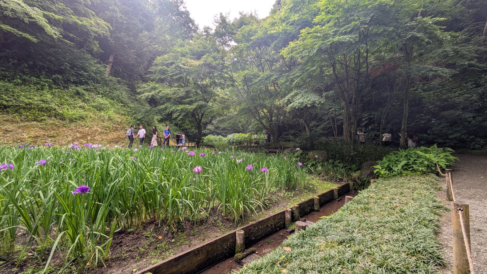 An open garden of tall iris plants with visitors walking a path at the far side
