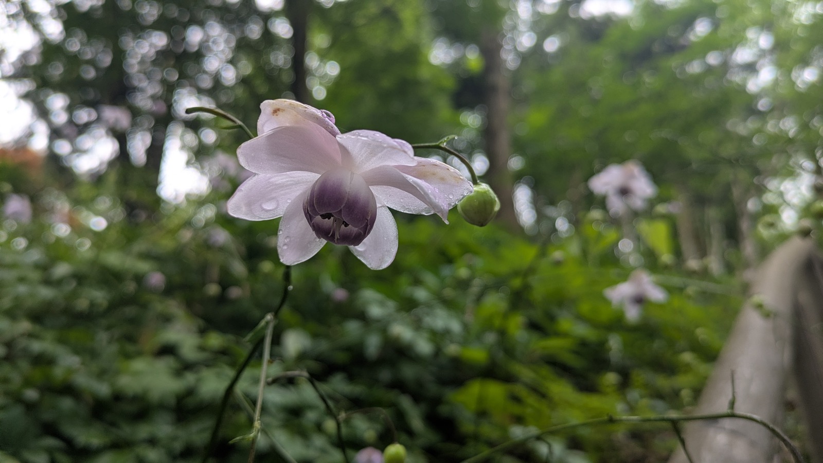 A close-up of a pale renge shoma flower hanging downward under its leaves