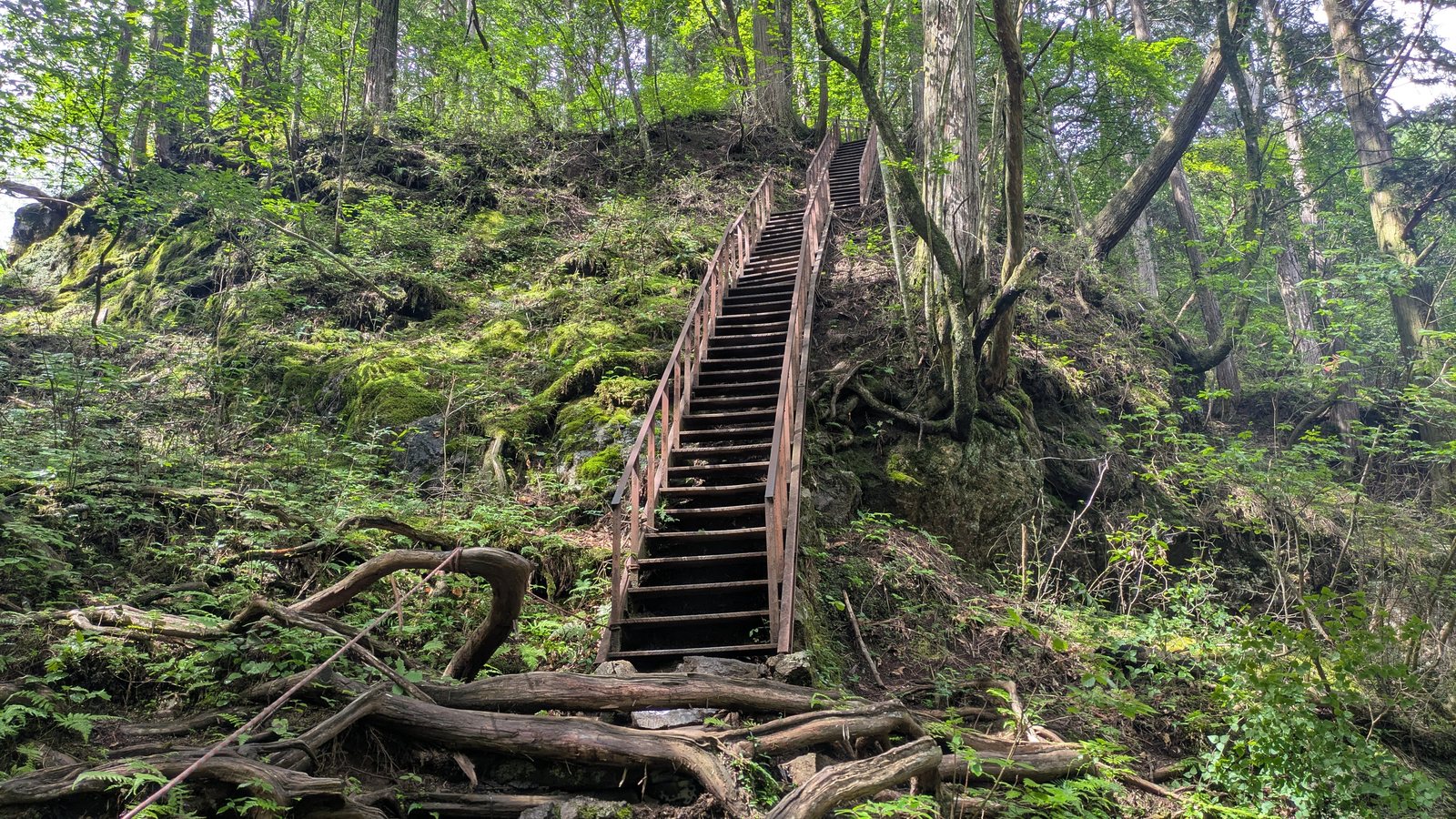 A long timber staircase with a handrail climbing a steep slope of mossy rock covered in tree roots