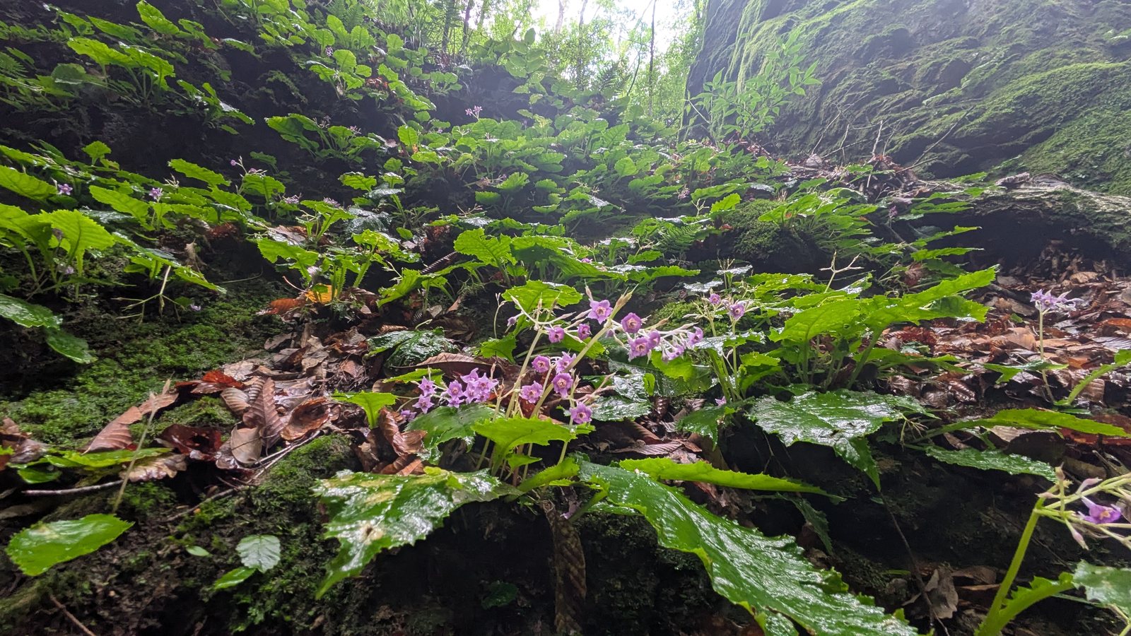 Small purple star shaped flowers with broad crinkled leaves growing on a wet mossy rock face