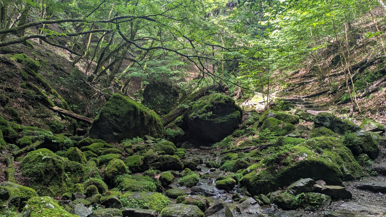 Moss-covered boulders filling a narrow forested valley with a small stream running through the centre