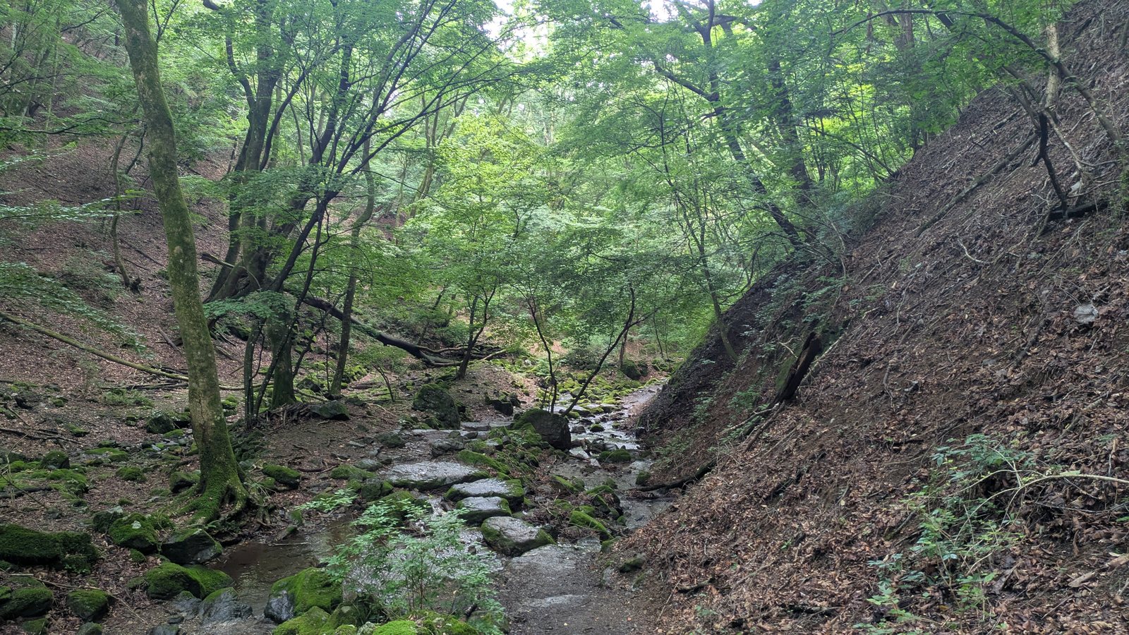 Broad flat stepping stones crossing a shallow stream between moss covered rocks