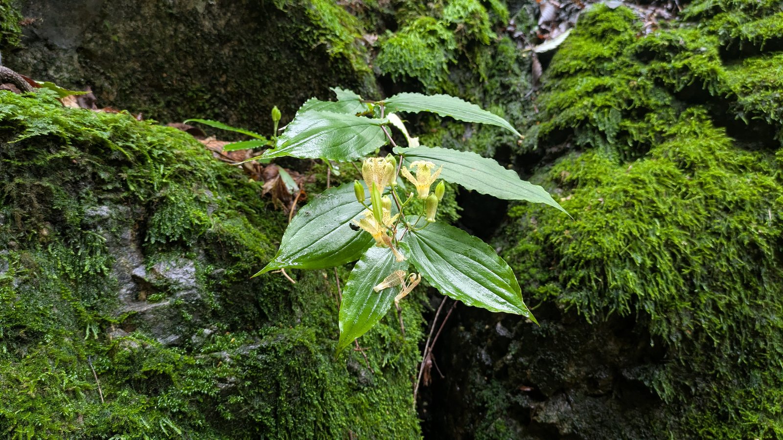 A yellow flower freckled with purple growing out of thick green moss on a rock