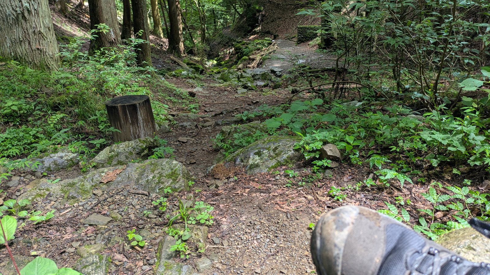 A hiking boot at the edge of frame beside a rocky earth trail through green undergrowth