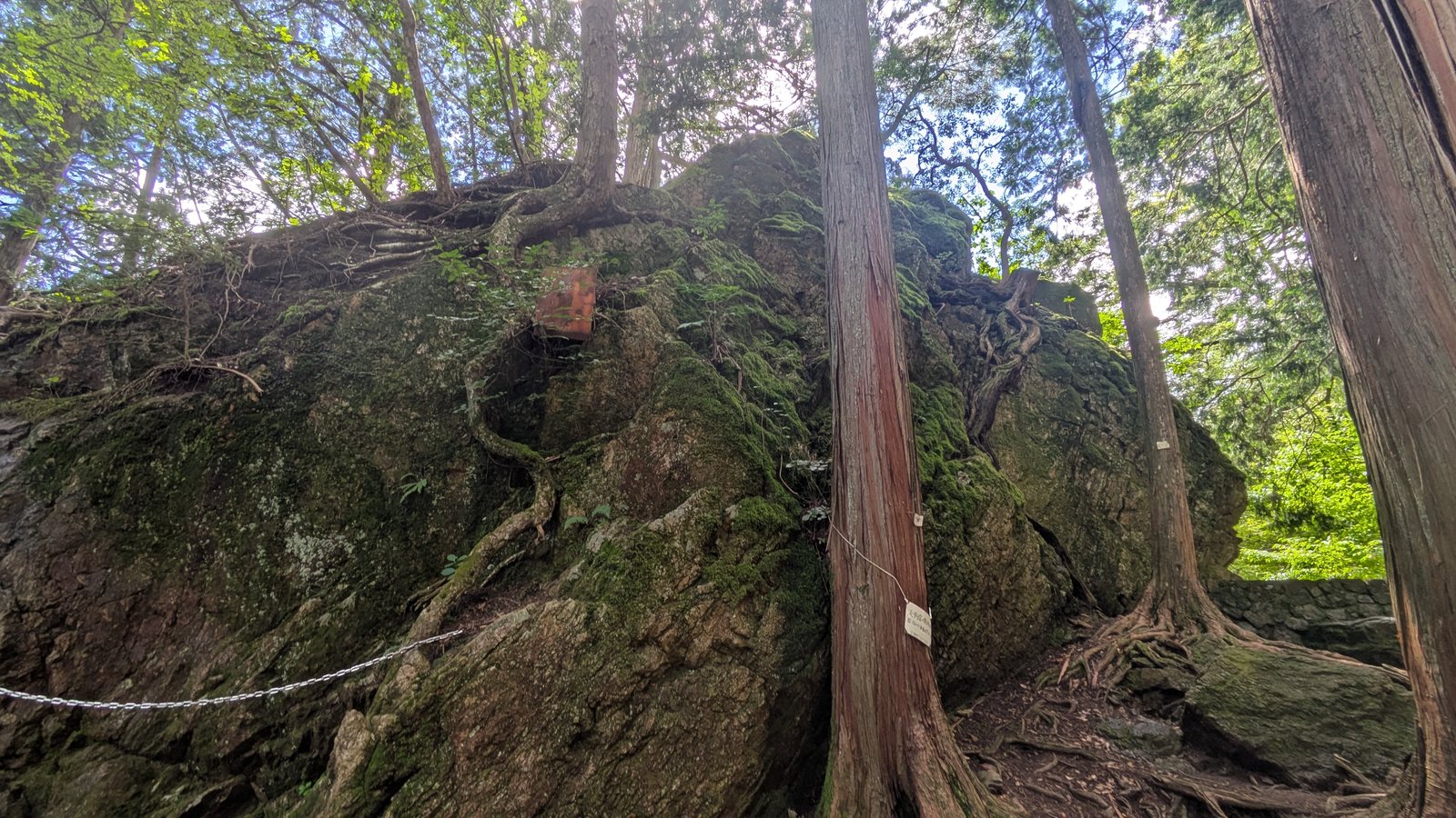 A large moss covered outcrop covered in ridged tree roots with a metal chain fixed along its lower face