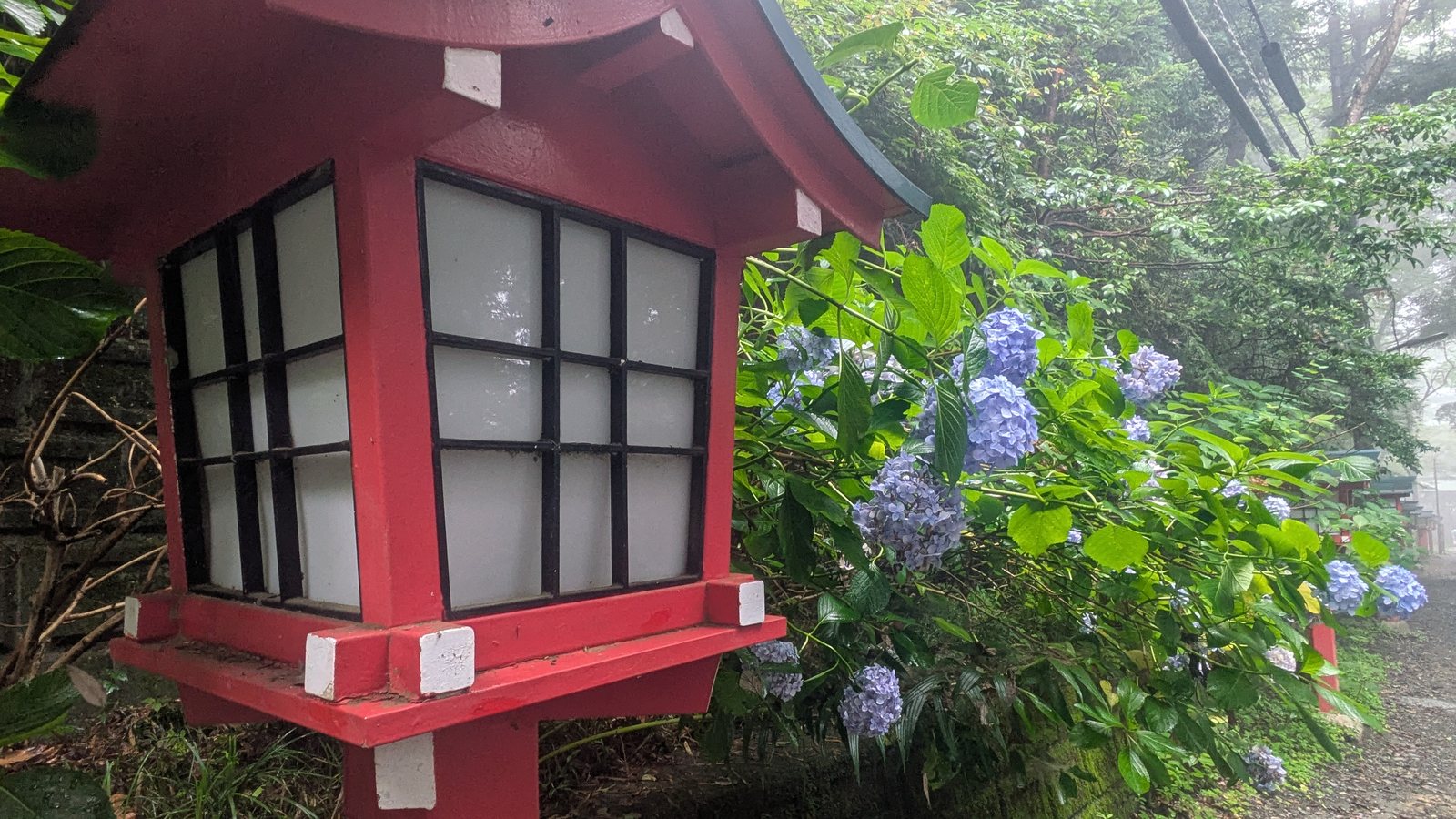 Blue hydrangeas growing beside a red-painted lantern on a mountain path