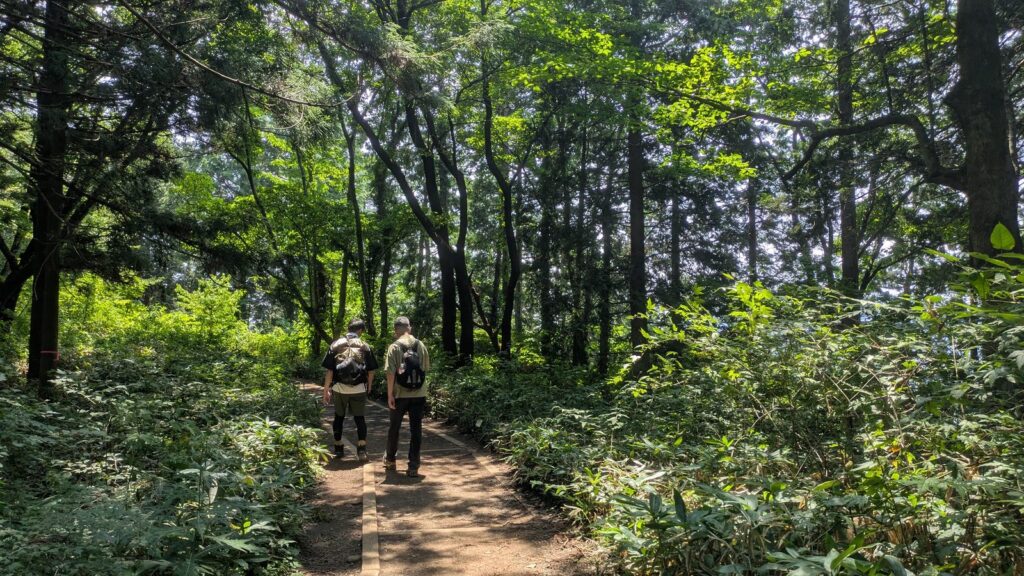 A broad earthen ridge path through summer forest with two hikers walking ahead