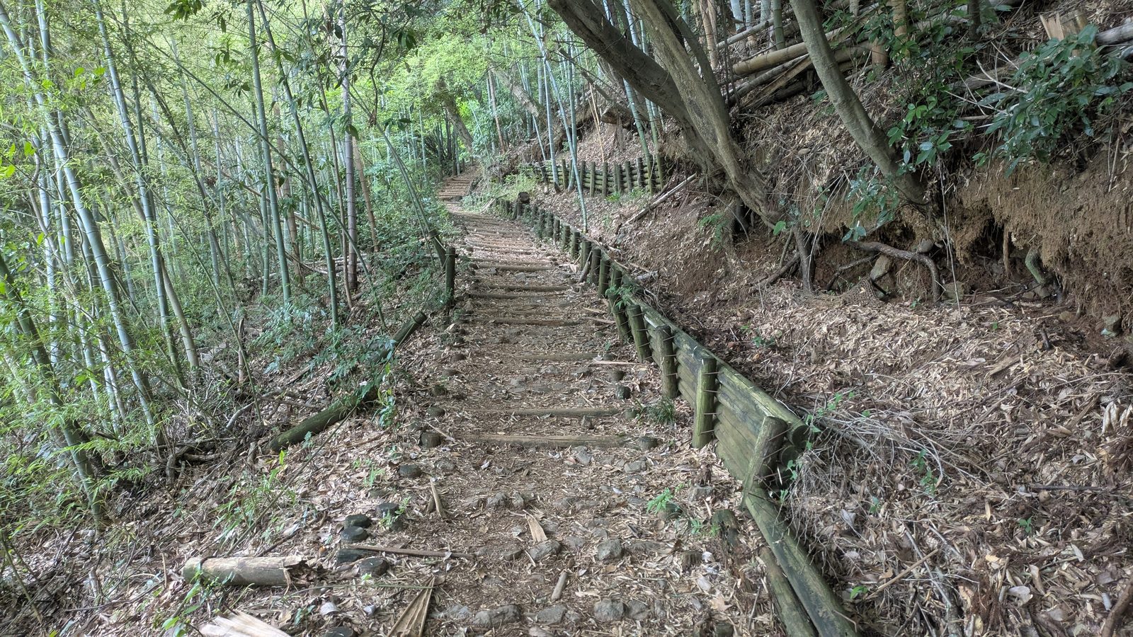 A stepped earth trail climbing steeply through a dense bamboo grove