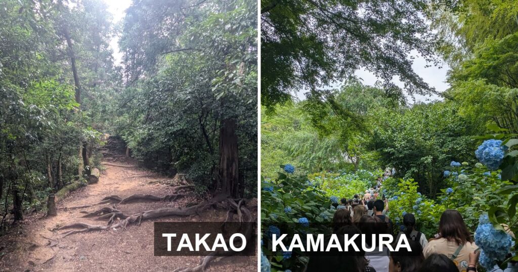 A forest trail on Mount Takao beside a crowded hydrangea path in Kamakura