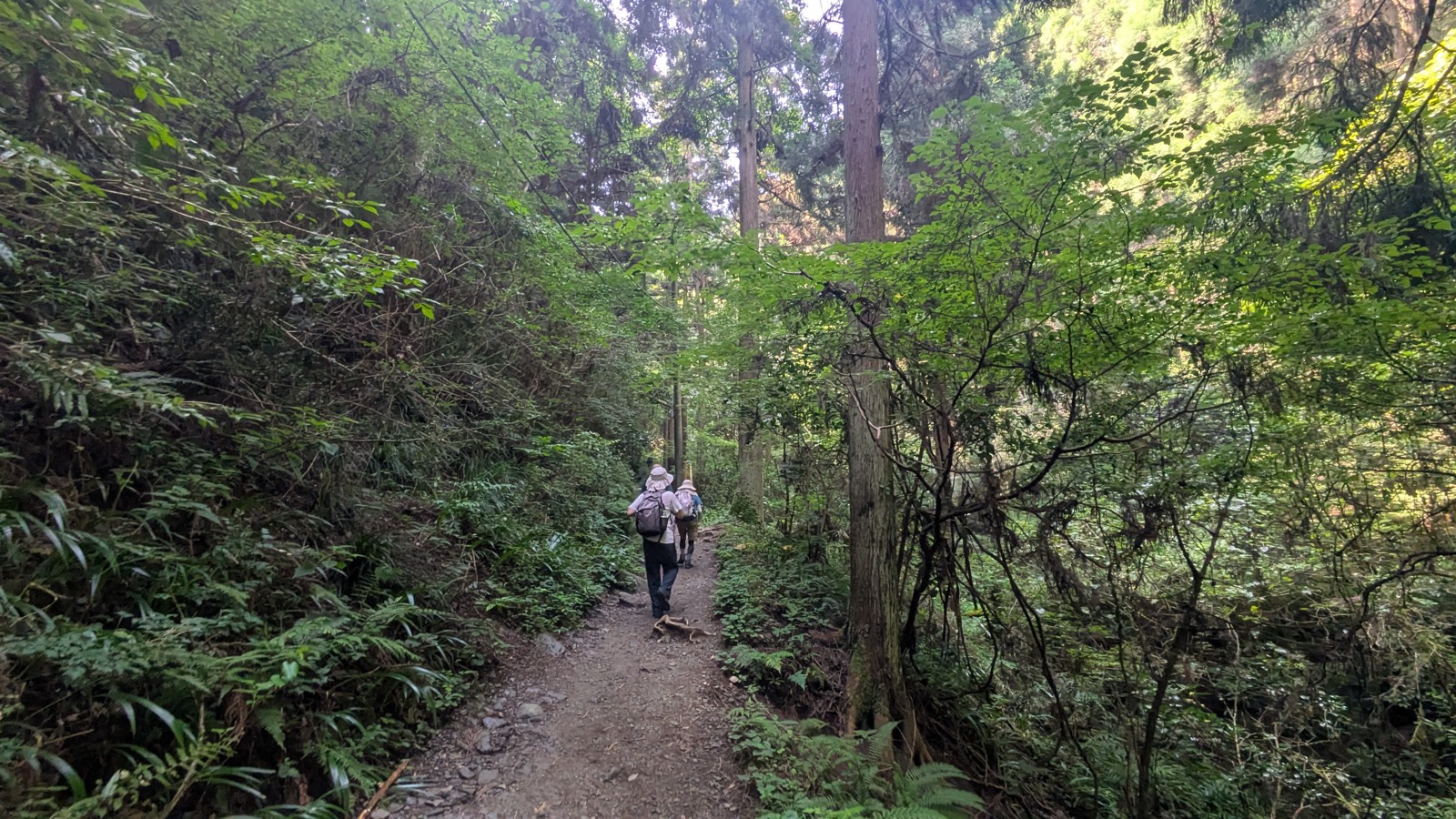 A flat earthen forest path under tall cedars with two hikers walking ahead