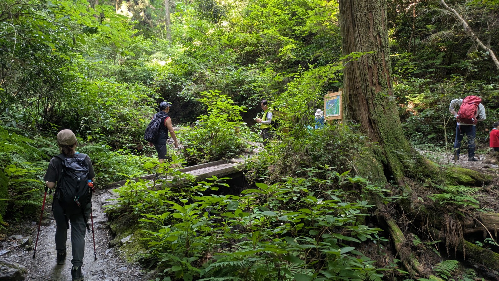 A hiker stepping onto a low wooden plank bridge over a small forest stream