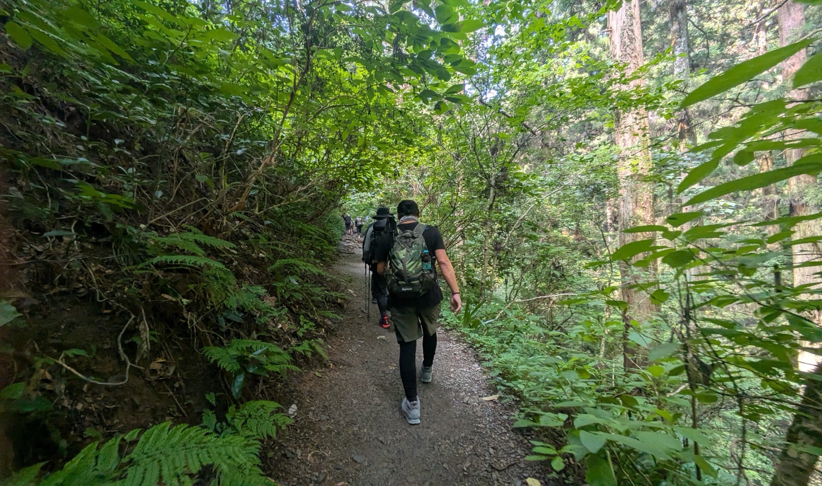 A narrow forest path just wide enough for one walker with a hiker seen from behind