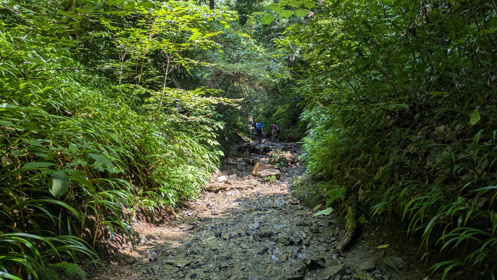 Hikers climbing a rocky streambed enclosed by dense green vegetation on Mount Takao