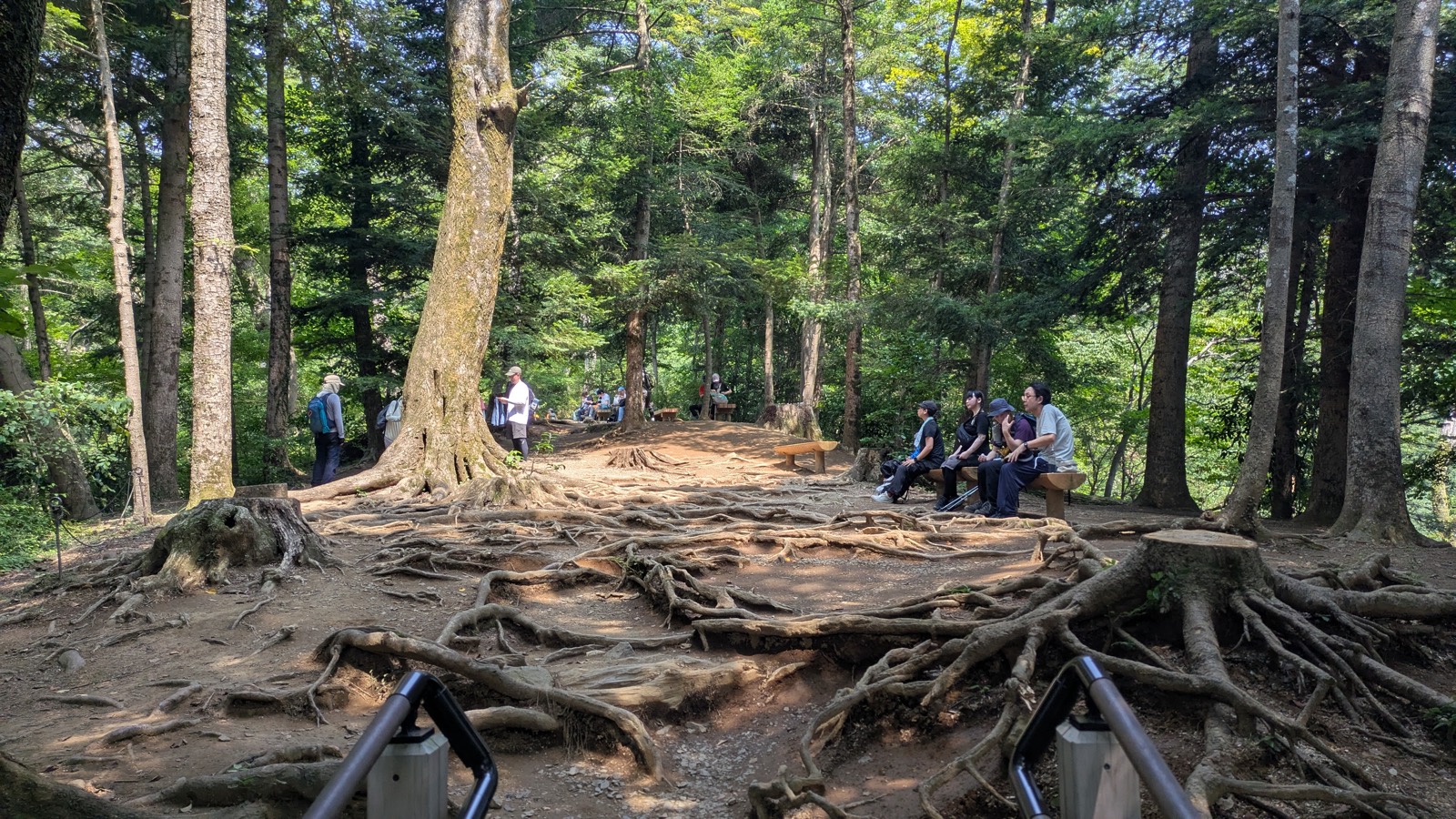 A level clearing with exposed tree roots where hikers rest on benches