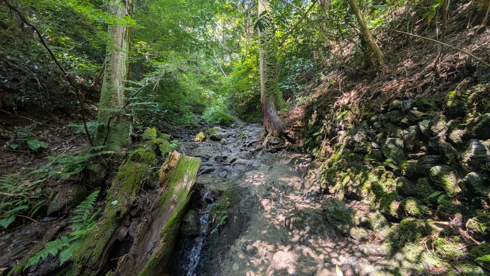 A wet rocky watercourse on a forest trail with water running over the stones