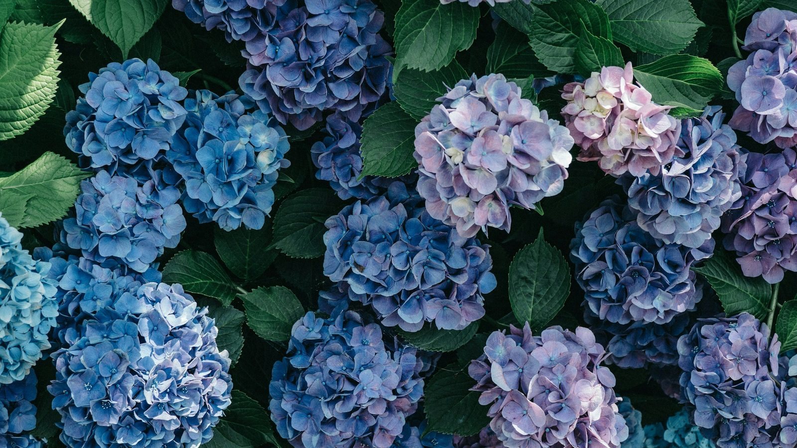 Clusters of blue and purple hydrangea flowers among green leaves