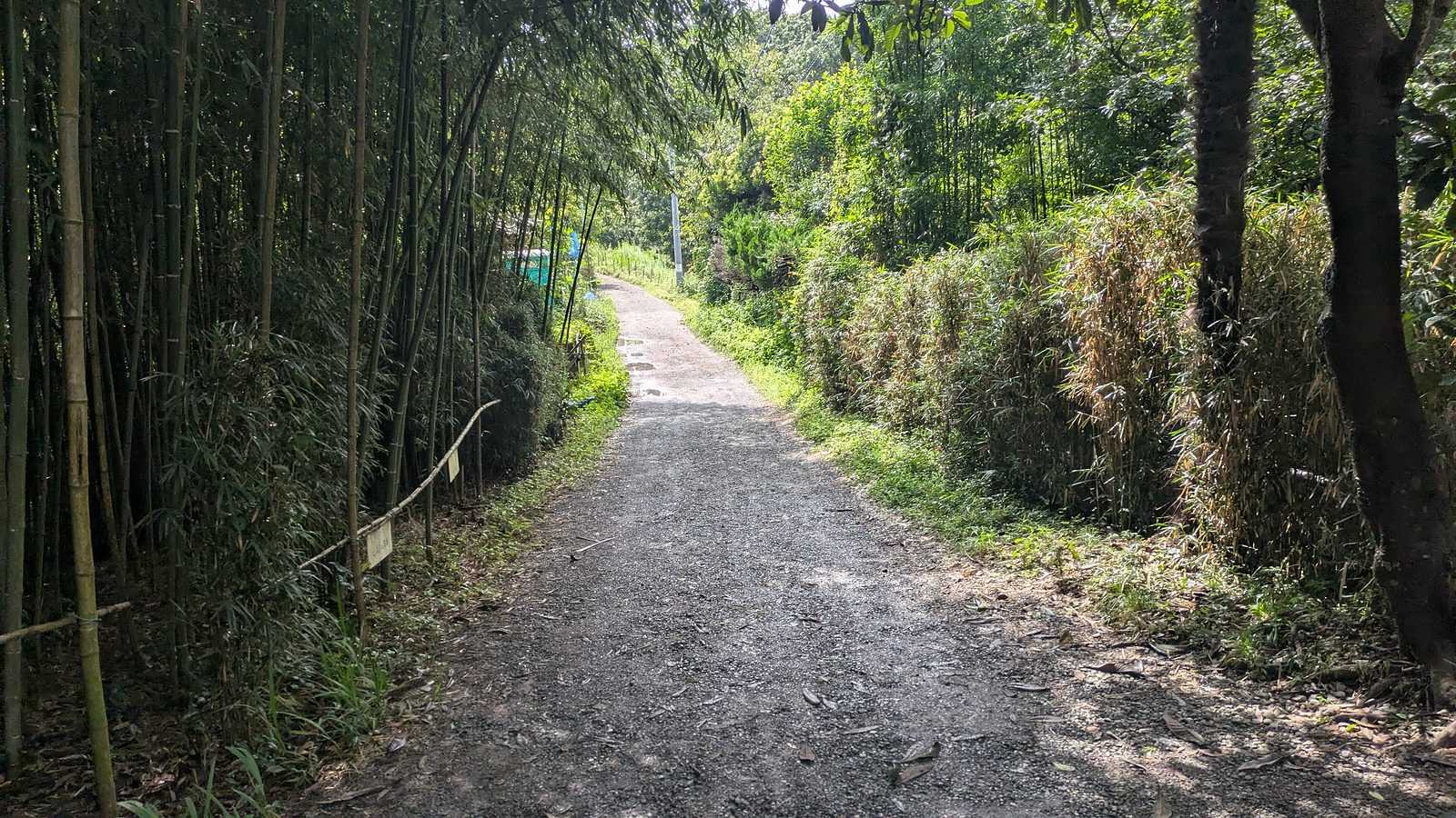A wide earth path running through a bright stand of bamboo