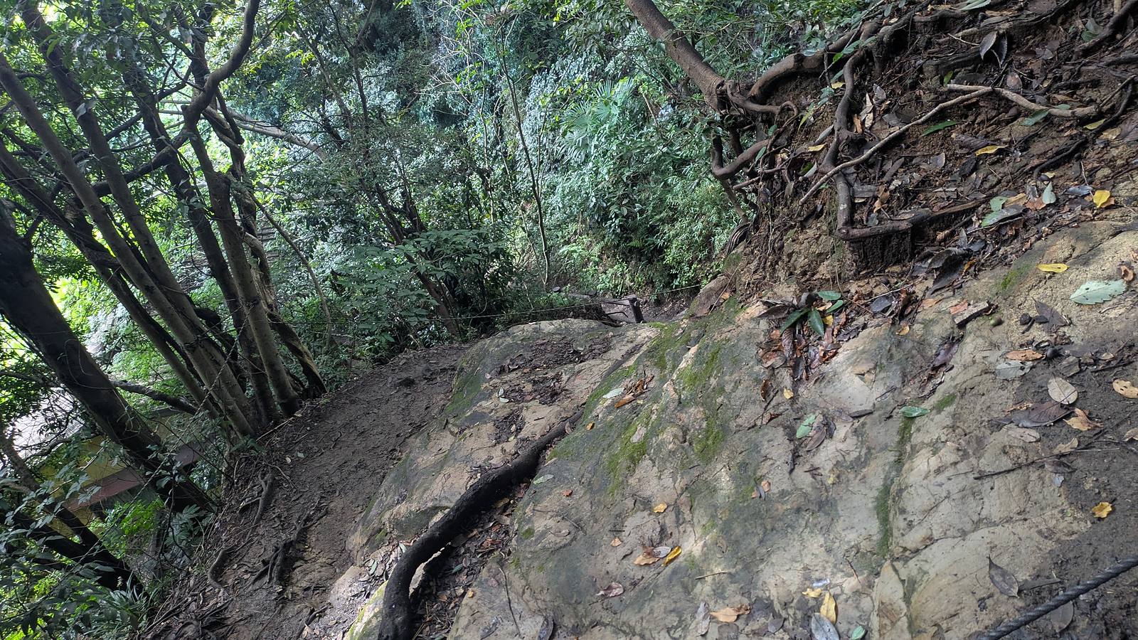 A smooth slab of bare rock tilted down the slope with roots along the top