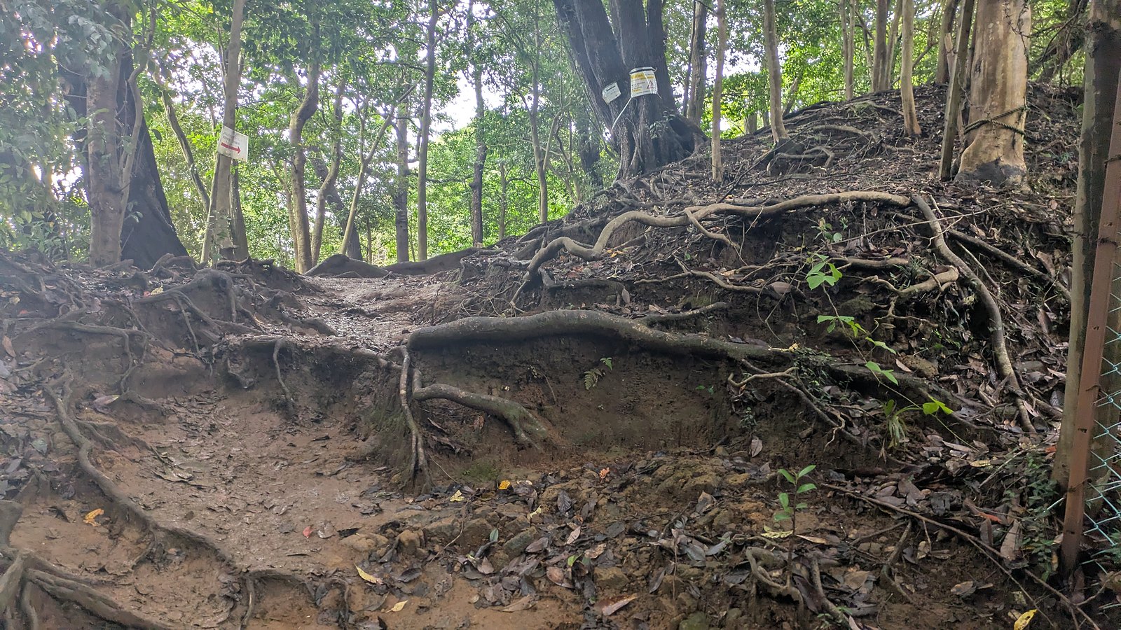 A steep path of bare earth with tree roots exposed across it