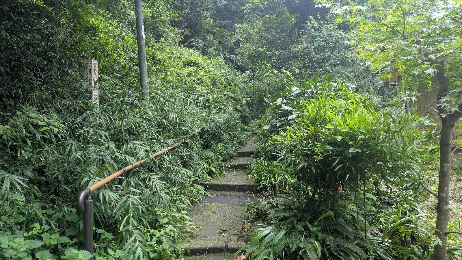 Mossy stone steps rising into bamboo beside a lane