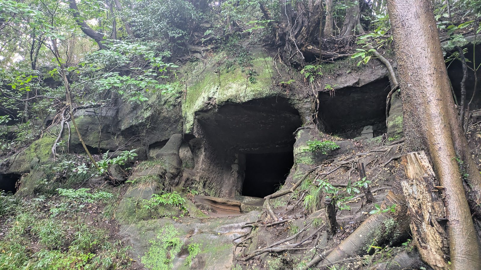 A rock face with four or five square cave mouths on two levels among tree roots
