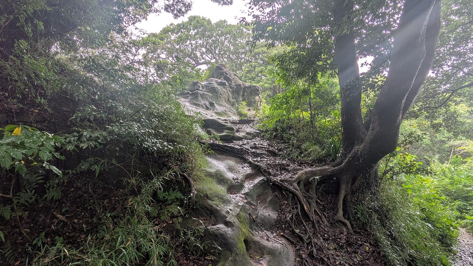 Exposed wet rock and tree roots forming rough steps on the trail