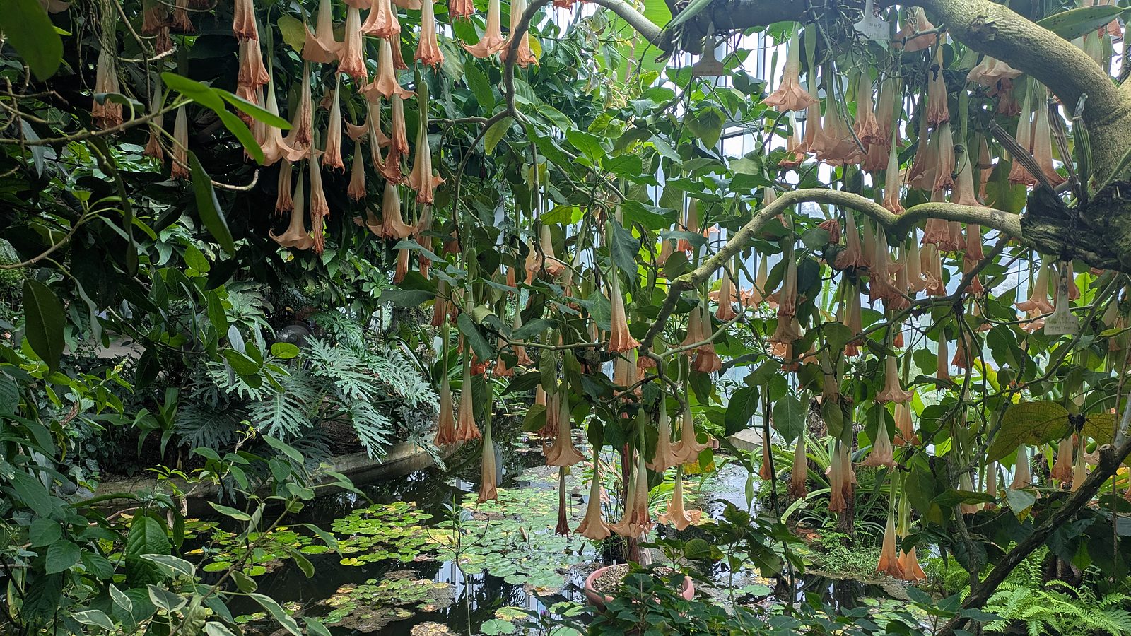 Hanging peach-coloured trumpet flowers above a pool of water lilies