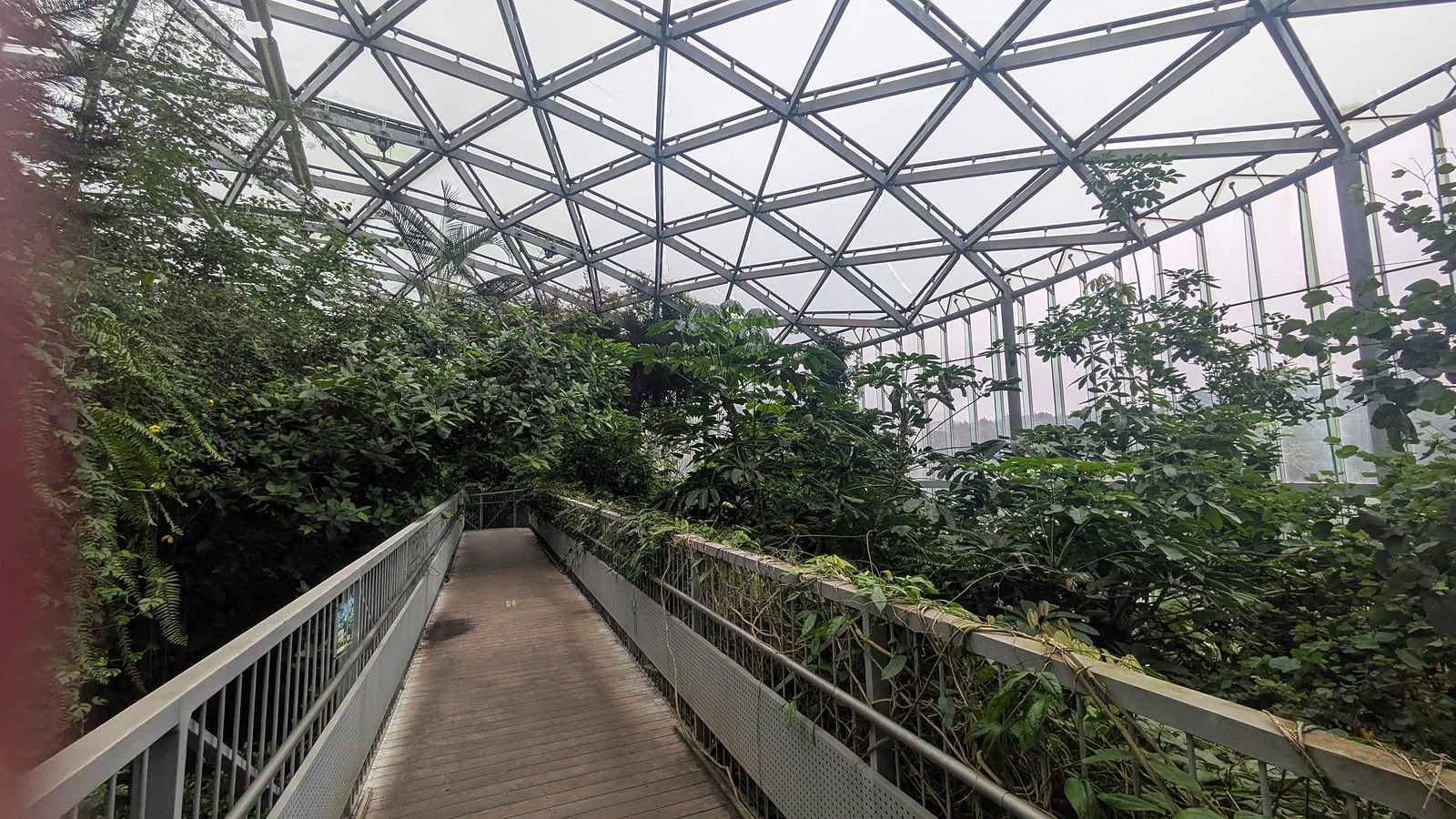 A raised walkway through dense tropical plants under a glass roof of triangular panels