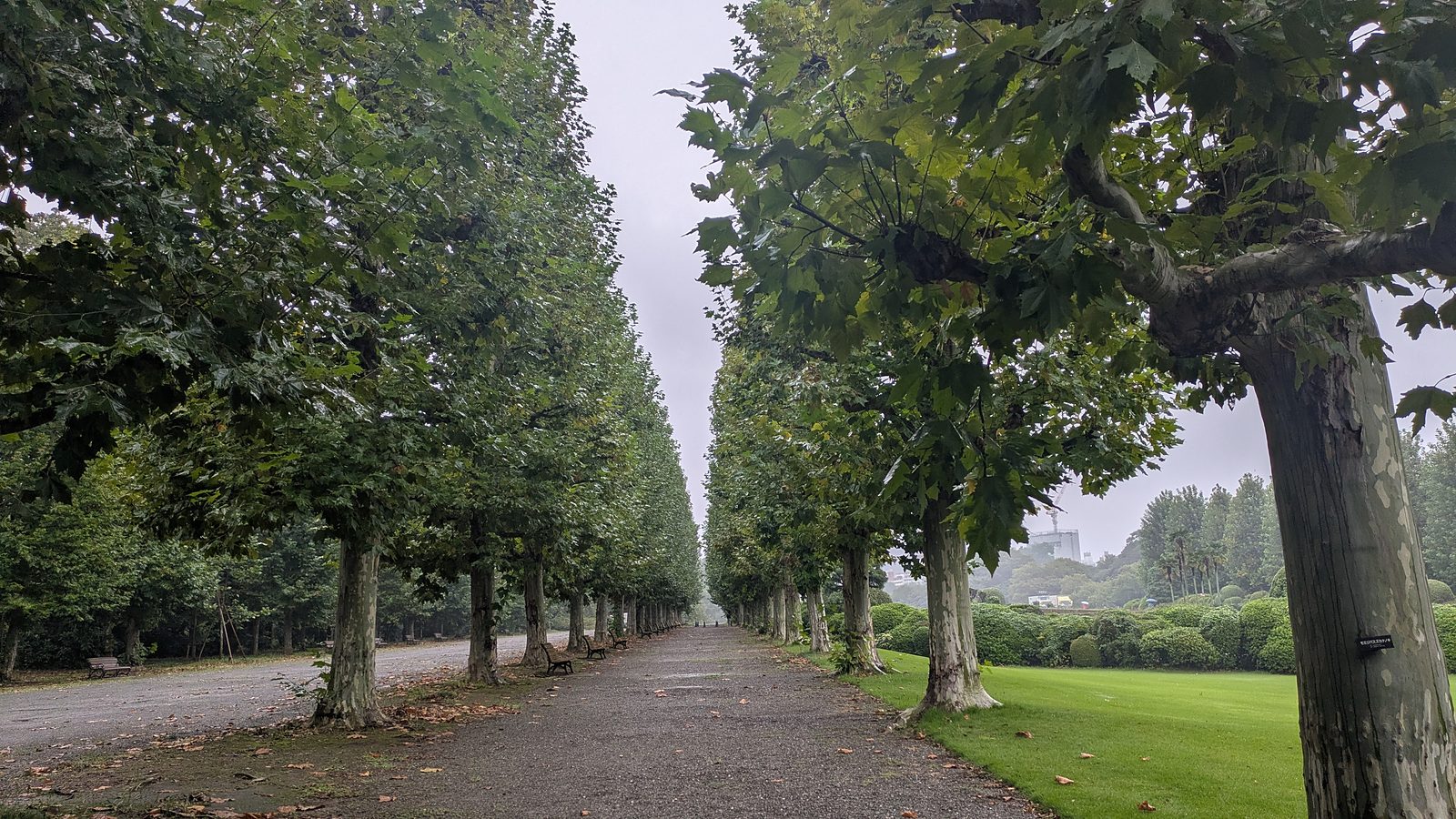A long straight avenue of plane trees with benches along a gravel path