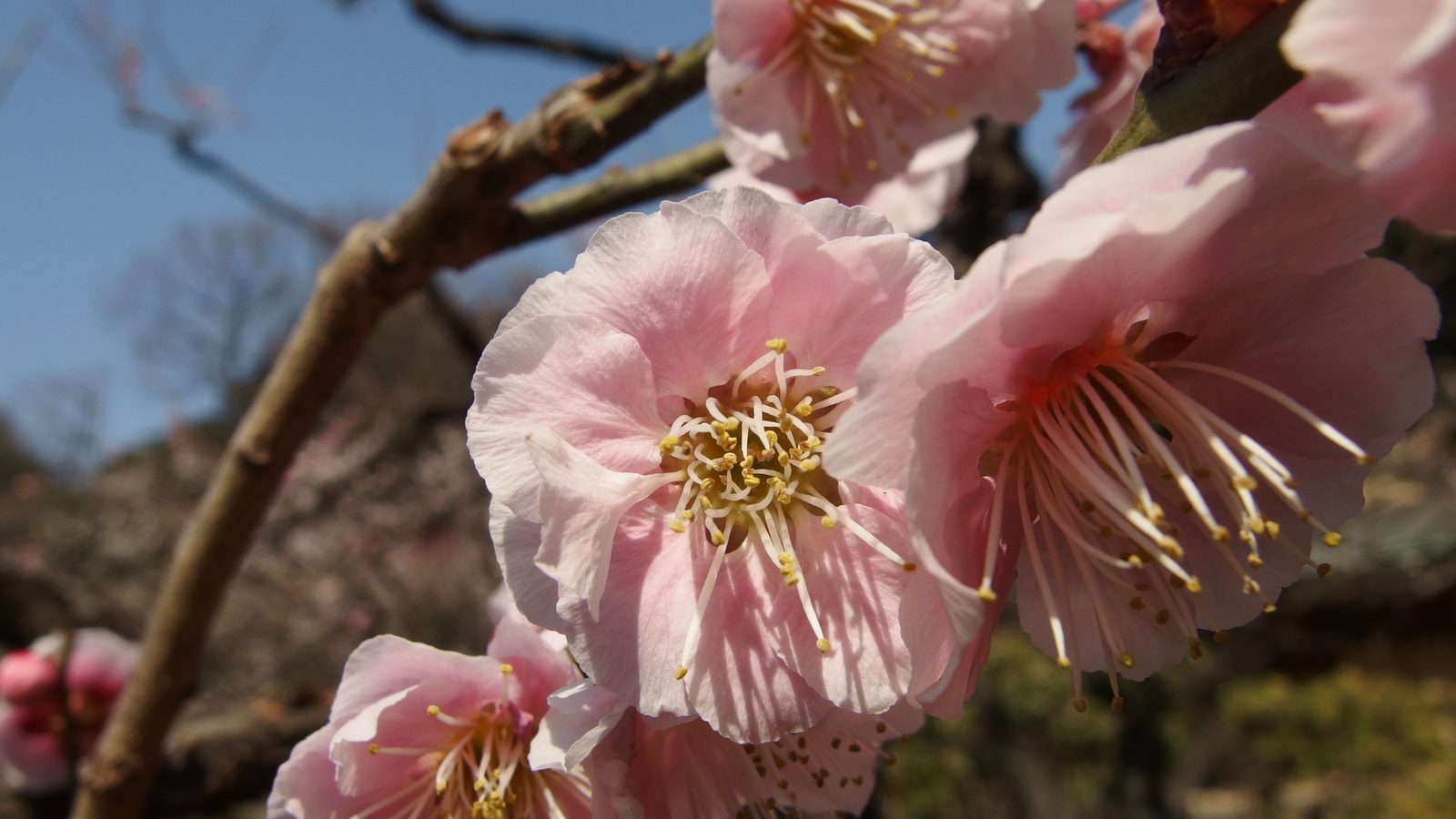 Pink plum blossoms on a branch against a blue sky