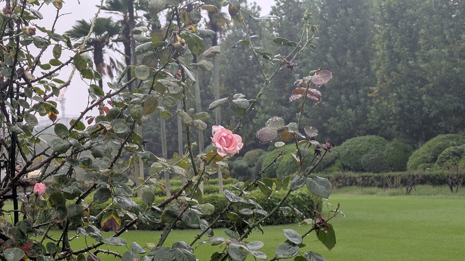 A single pink rose in the foreground, with clipped hedges behind it