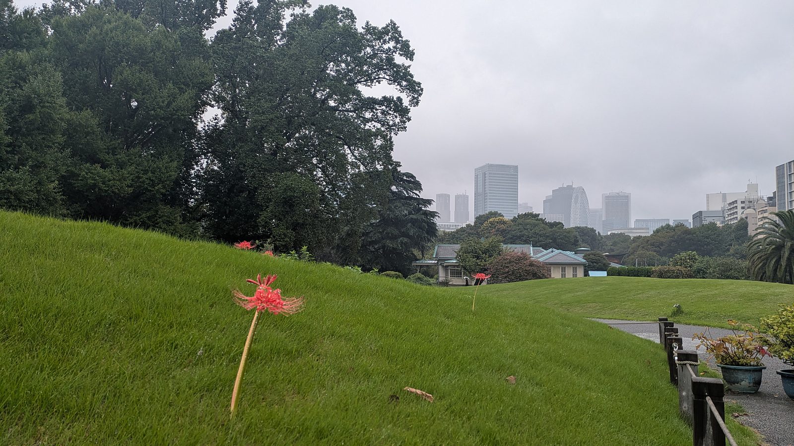 Red spider lilies standing in a grass slope, with lawns behind them