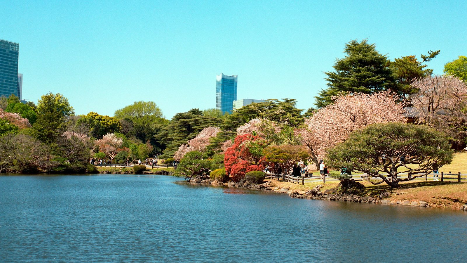 Cherry trees in pink bloom around a blue pond with office towers behind